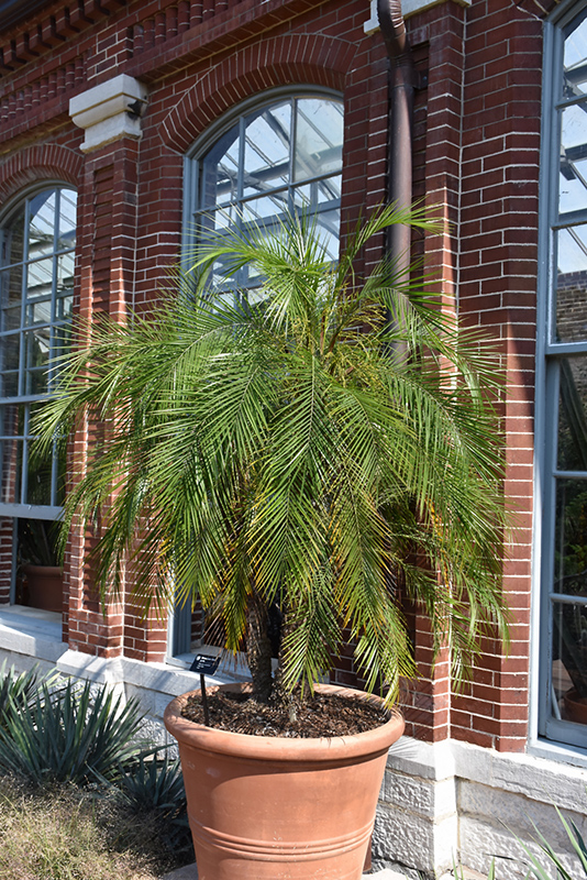 Pygmy Date Palm (Phoenix roebelenii) at Flagg's Garden Center