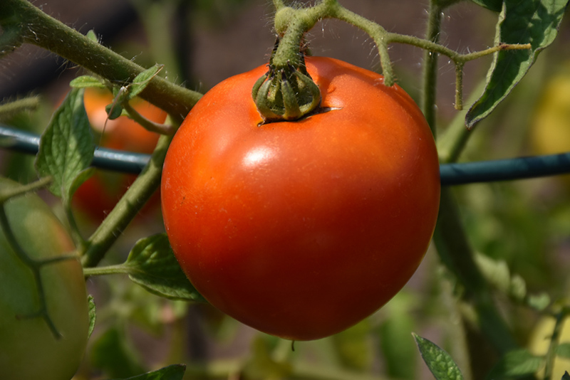 Better Boy Tomato (Solanum lycopersicum 'Better Boy') at Flagg's Garden Center