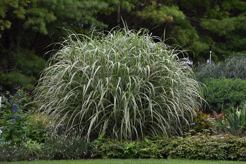 Cosmopolitan Maiden Grass (Miscanthus sinensis 'Cosmopolitan') at Flagg's Garden Center