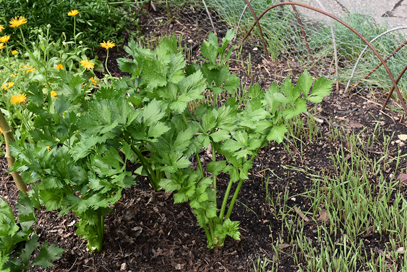 Celery (Apium graveolens) at Flagg's Garden Center