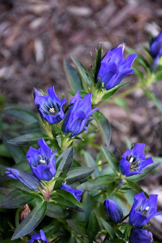 True Blue Gentian (Gentiana 'True Blue') at Flagg's Garden Center