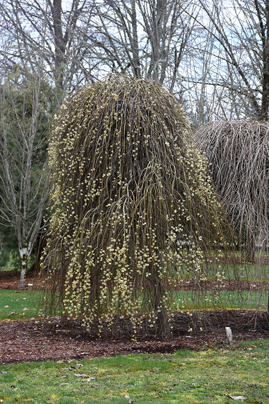 Weeping Pussy Willow (Salix caprea 'Pendula') at Flagg's Garden Center