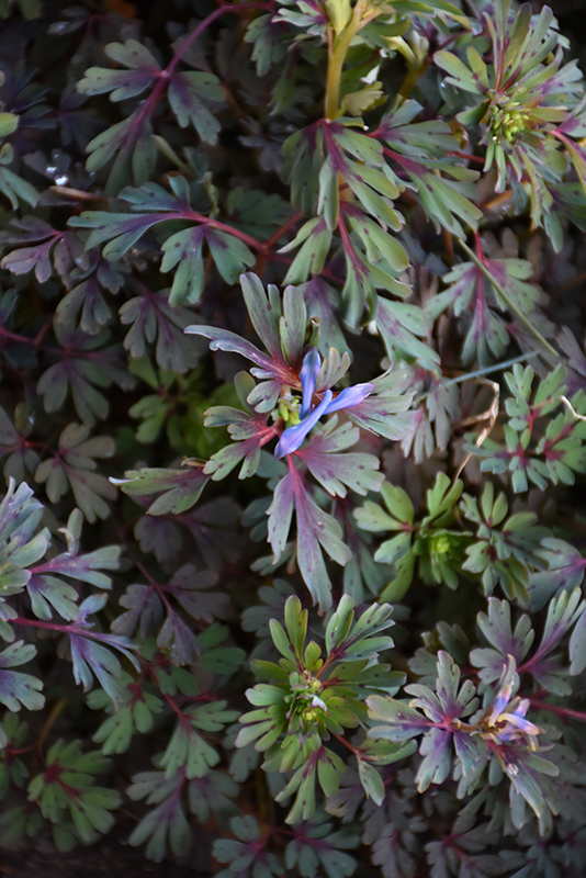 Purple Leaf Corydalis (Corydalis flexuosa 'Purple Leaf') at Flagg's Garden Center