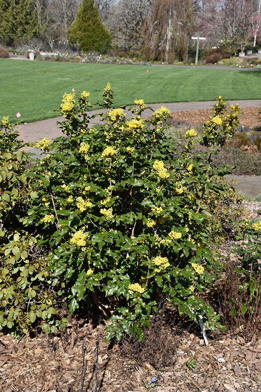 Compact Oregon Grape (Mahonia aquifolium 'Compactum') at Flagg's Garden Center