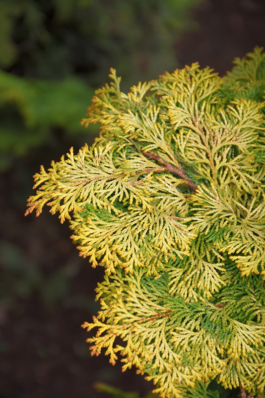 Golden Hinoki Falsecypress (Chamaecyparis obtusa 'Aurea') at Flagg's Garden Center