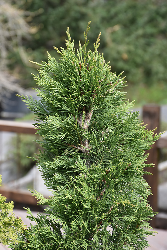 Emerald Isle Leyland Cypress (Cupressocyparis x leylandii 'Moncal') at Flagg's Garden Center