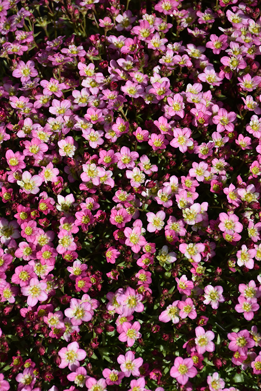 Touran Pink Saxifrage (Saxifraga x arendsii 'Touran Pink') at Flagg's Garden Center