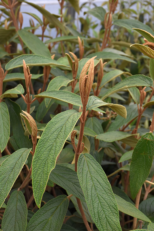 Leatherleaf Viburnum (Viburnum rhytidophyllum) at Flagg's Garden Center