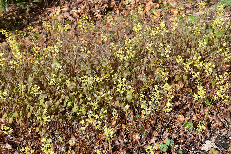 Colchian Barrenwort (Epimedium pinnatum var. colchicum) at Flagg's Garden Center