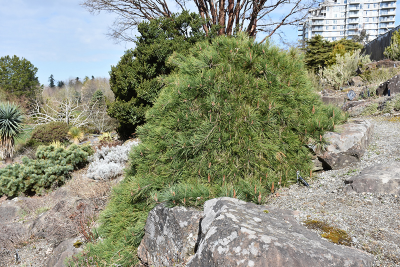 Weeping Japanese Red Pine (Pinus densiflora 'Pendula') at Flagg's Garden Center