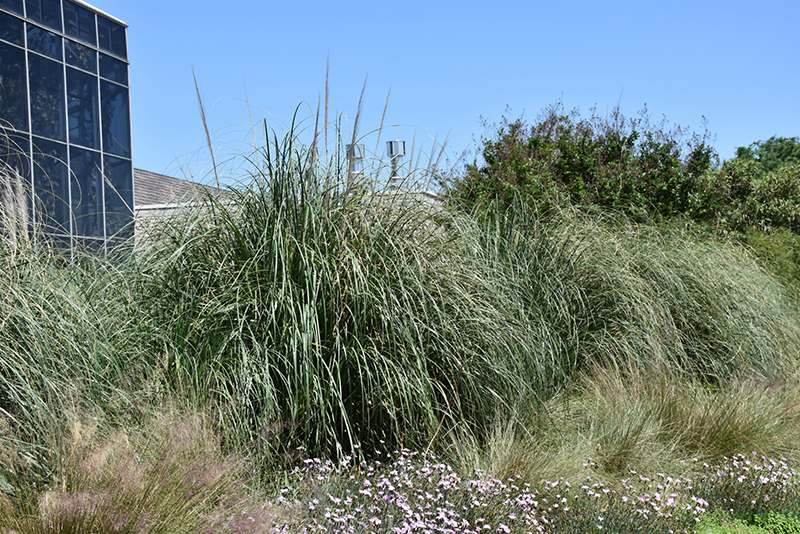 Pumila Pampas Grass (Cortaderia selloana 'Pumila') at Flagg's Garden Center