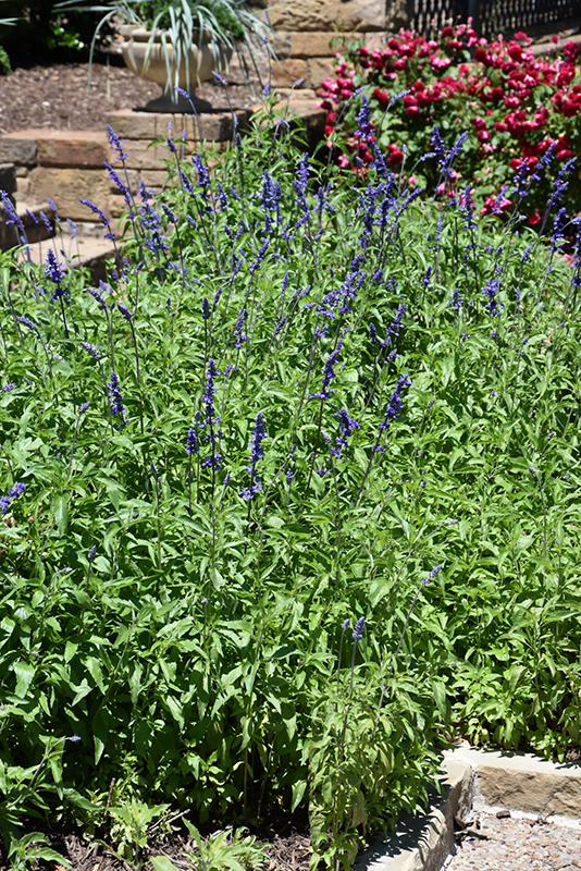 Victoria Blue Salvia (Salvia farinacea 'Victoria Blue') at Flagg's Garden Center