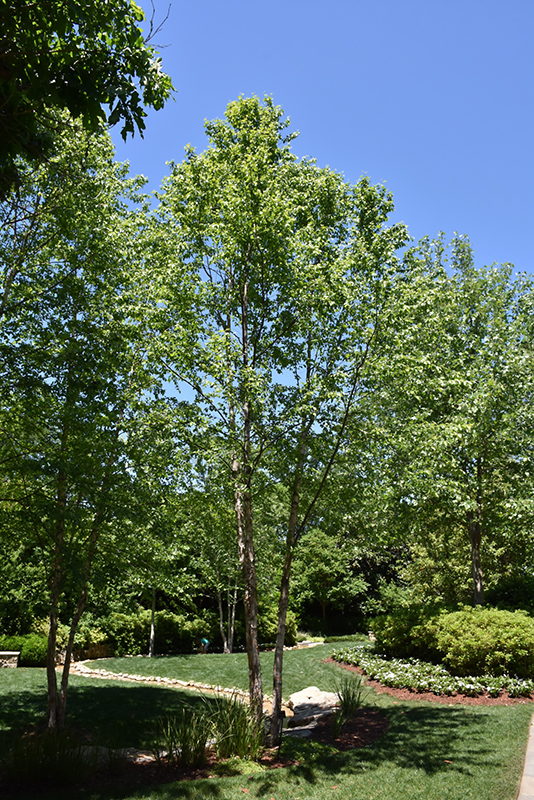 Dura Heat River Birch (Betula nigra 'Dura Heat') at Flagg's Garden Center