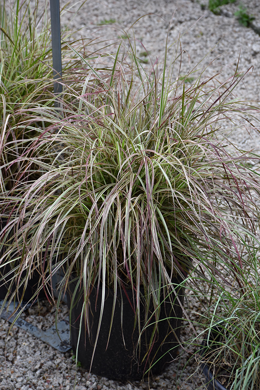 Cherry Sparkler Fountain Grass (Pennisetum setaceum 'Cherry Sparkler') at Flagg's Garden Center