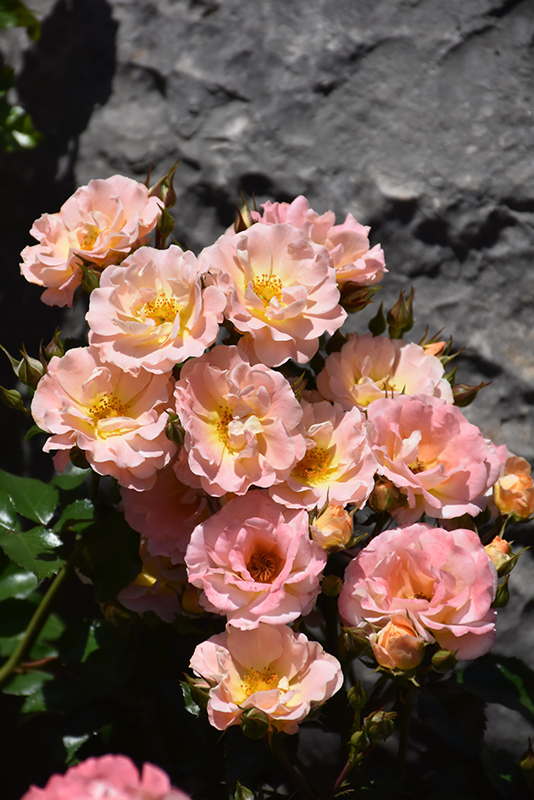 Peach Drift Rose (Rosa 'Meiggili') at Flagg's Garden Center