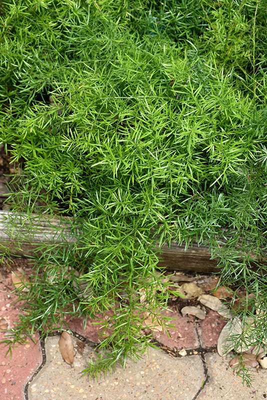 Sprengeri Asparagus Fern (Asparagus densiflorus 'Sprengeri') at Flagg's Garden Center