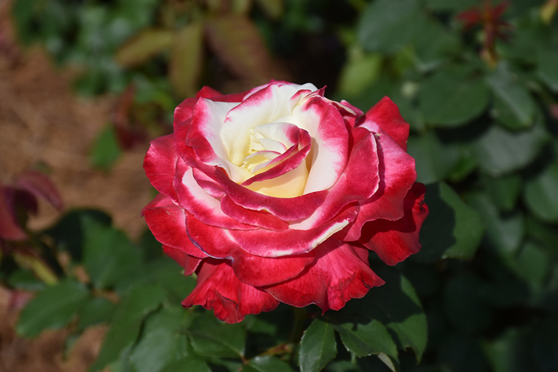 Double Delight Rose (Rosa 'Double Delight') at Flagg's Garden Center