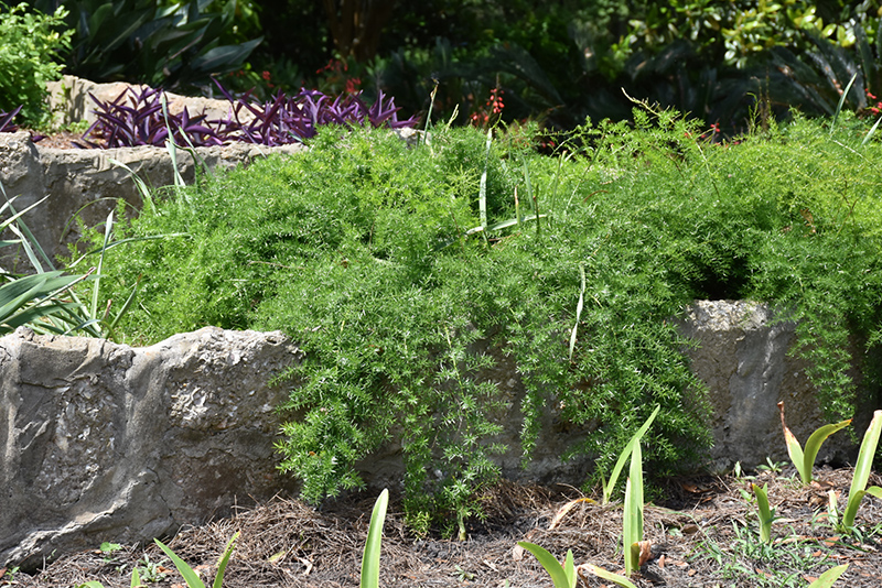 Sprengeri Asparagus Fern (Asparagus densiflorus 'Sprengeri') at Flagg's Garden Center