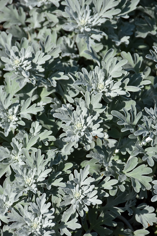 Silver Brocade Artemesia (Artemisia stelleriana 'Silver Brocade') at Flagg's Garden Center