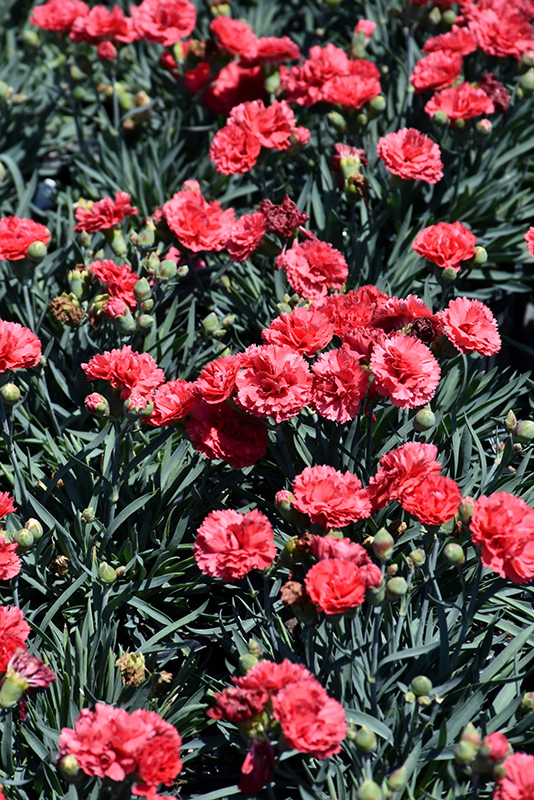 Early Bird Chili Pinks (Dianthus 'Wp10 Sab06') at Flagg's Garden Center