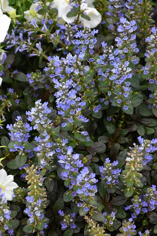 Chocolate Chip Bugleweed (Ajuga reptans 'Chocolate Chip') at Flagg's Garden Center