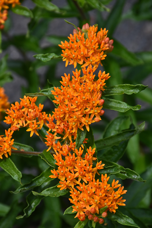 Butterfly Weed (Asclepias tuberosa) at Flagg's Garden Center