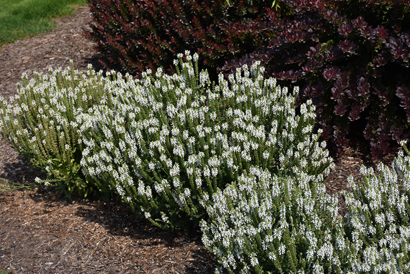 Snow Hill Sage (Salvia x sylvestris 'Snow Hill') at Flagg's Garden Center