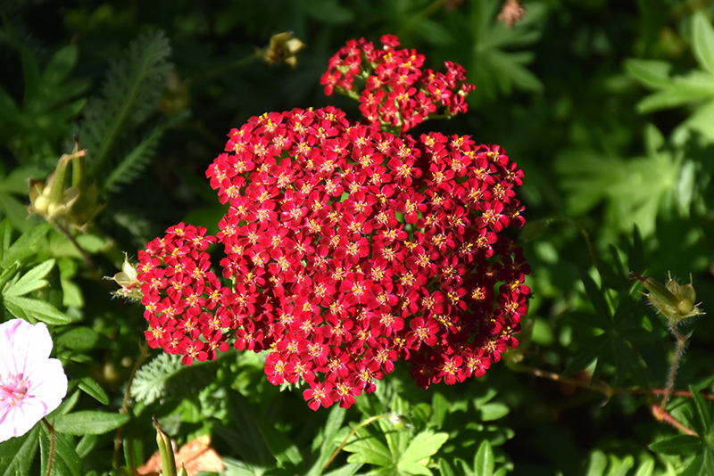 Red Velvet Yarrow (Achillea millefolium 'Red Velvet') at Flagg's Garden Center