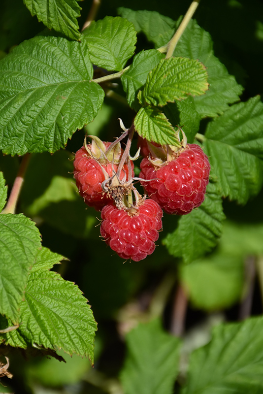Raspberry Shortcake Raspberry (Rubus 'NR7') at Flagg's Garden Center