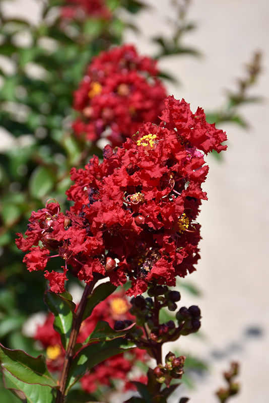 Enduring Summer Red Crapemyrtle (Lagerstroemia 'PIILAG B5') at Flagg's Garden Center