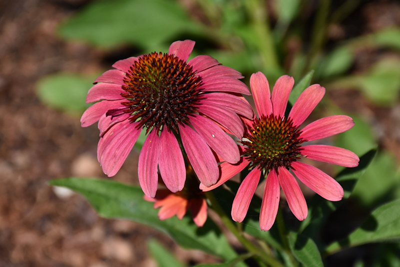 SunSeekers Coral Coneflower (Echinacea 'SunSeekers Coral') at Flagg's Garden Center