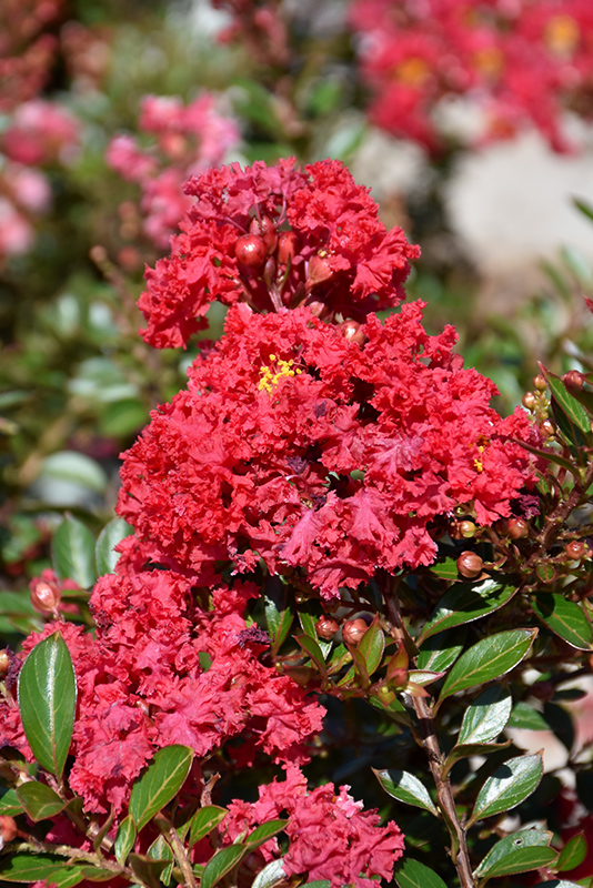 Cherry Dazzle Crapemyrtle (Lagerstroemia indica 'Gamad 1') at Flagg's Garden Center