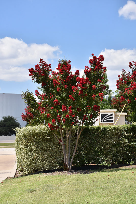 Dynamite Crapemyrtle (Lagerstroemia indica 'Whit II') at Flagg's Garden Center