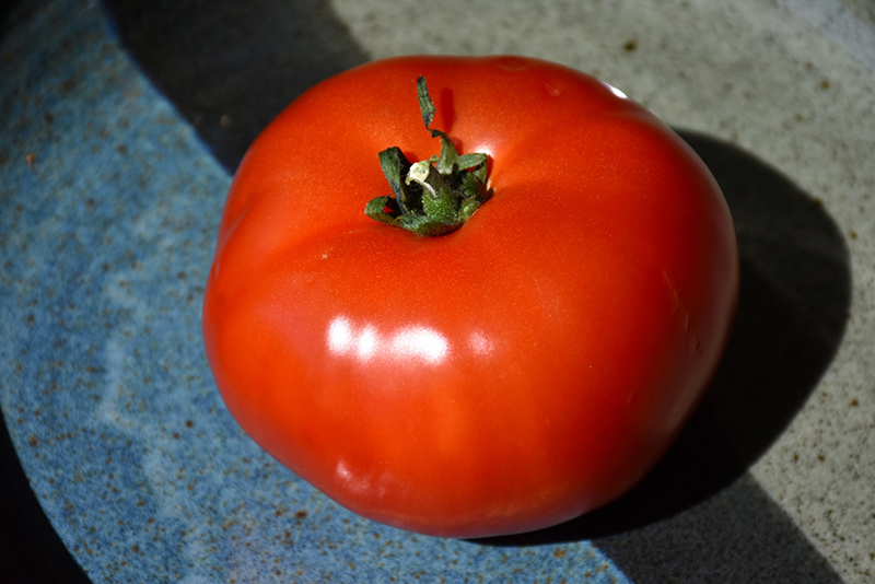 Bush Early Girl Tomato (Solanum lycopersicum 'Bush Early Girl') at Flagg's Garden Center