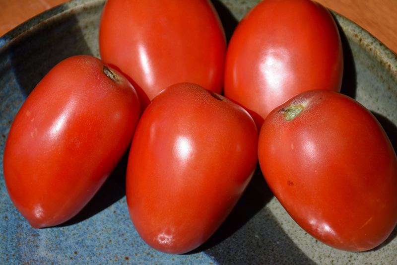 Amish Paste Tomato (Solanum lycopersicum 'Amish Paste') at Flagg's Garden Center