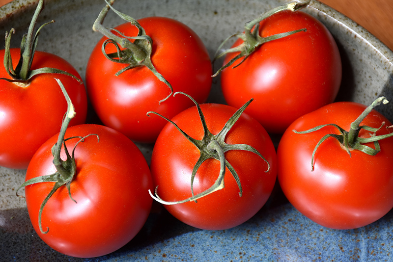 Patio Tomato (Solanum lycopersicum 'Patio') at Flagg's Garden Center