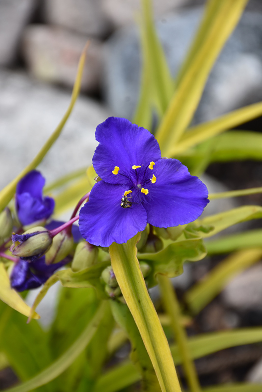 Sweet Kate Spiderwort (Tradescantia x andersoniana 'Sweet Kate') at Flagg's Garden Center