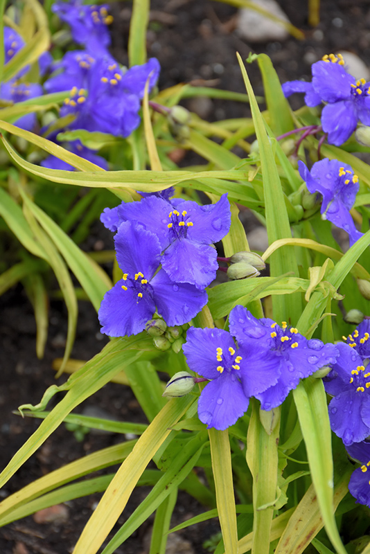 Sweet Kate Spiderwort (Tradescantia x andersoniana 'Sweet Kate') at Flagg's Garden Center