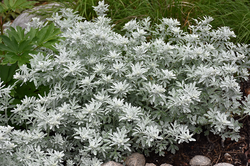 Silver Brocade Artemesia (Artemisia stelleriana 'Silver Brocade') at Flagg's Garden Center