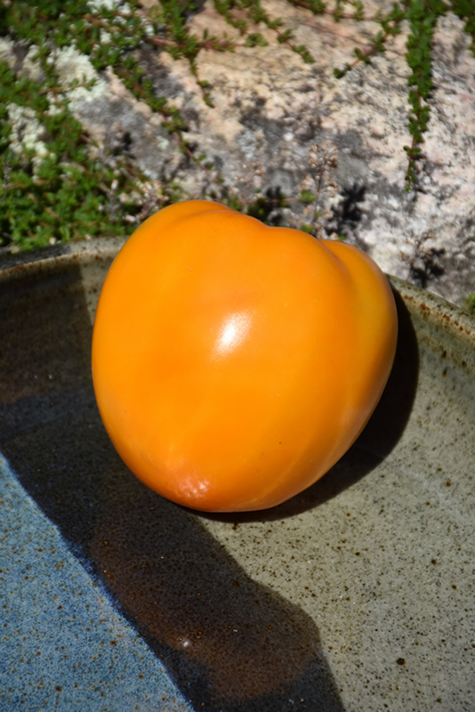 Golden Jubilee Tomato (Solanum lycopersicum 'Golden Jubilee') at Flagg's Garden Center