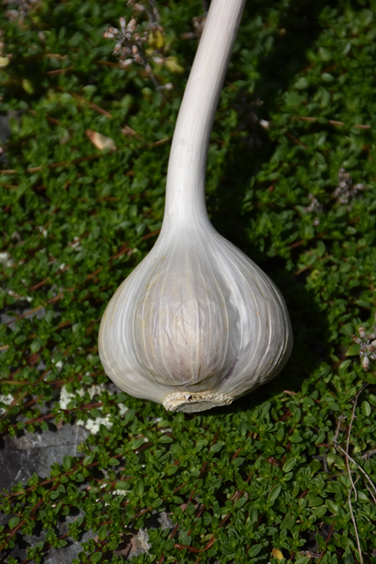 Garlic (Allium sativum) at Flagg's Garden Center