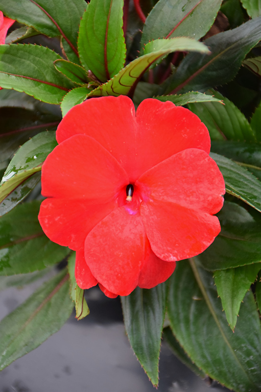 Sonic Deep Red New Guinea Impatiens (Impatiens 'Sonic Deep Red') at Flagg's Garden Center