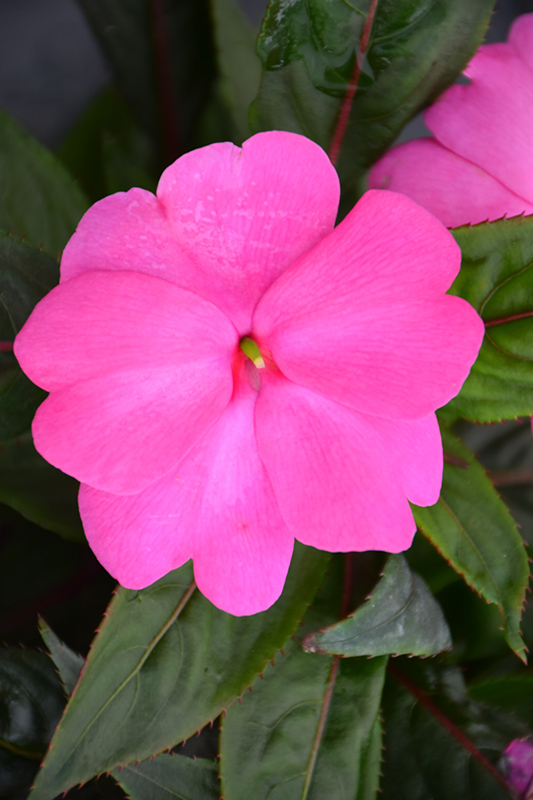 Sonic Bright Pink New Guinea Impatiens (Impatiens 'Sonic Bright Pink') at Flagg's Garden Center