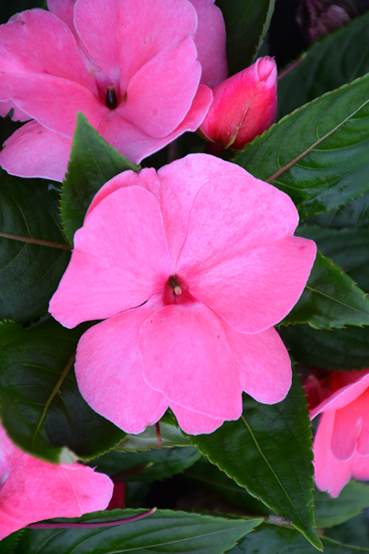 Divine Pink New Guinea Impatiens (Impatiens hawkeri 'Divine Pink') at Flagg's Garden Center