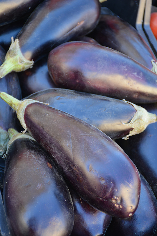 Black Beauty Eggplant (Solanum melongena 'Black Beauty') at Flagg's Garden Center