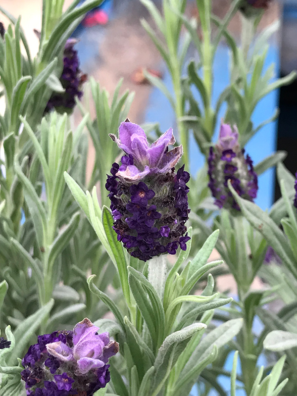 Spanish Lavender (Lavandula stoechas) at Flagg's Garden Center