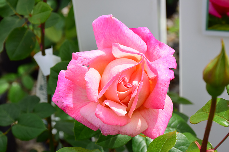 Chicago Peace Rose (Rosa 'Chicago Peace') at Flagg's Garden Center