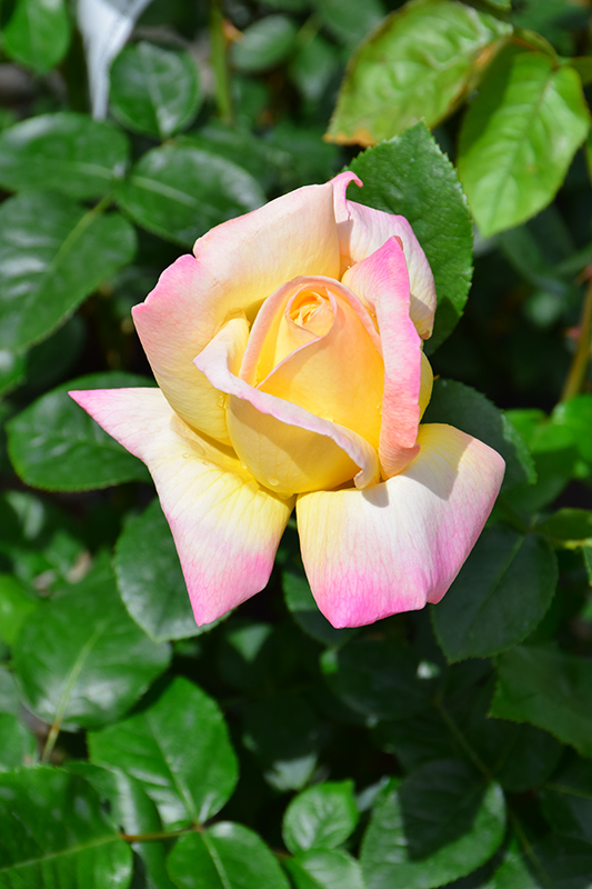 Peace Rose (Rosa 'Peace') at Flagg's Garden Center