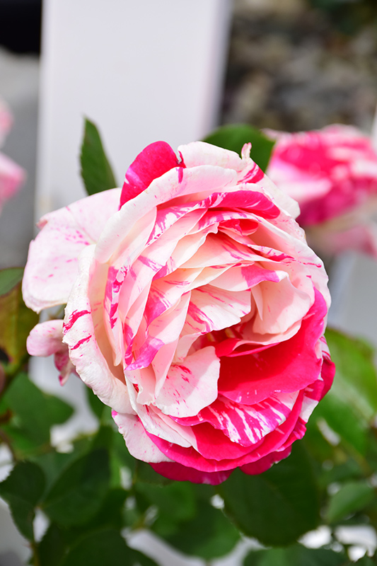 Scentimental Rose (Rosa 'Scentimental') at Flagg's Garden Center