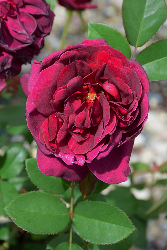 Darcey Bussell Rose (Rosa 'Darcey Bussell') at Flagg's Garden Center